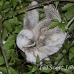 sloth_toed_three_map_h_0048_cos0243.jpg